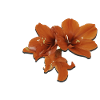 amaryllis
