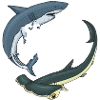 Sauvez les requins