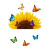 Let it be Tournesol