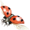 Ladybug