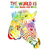 zebra