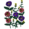 Lisianthus blossom