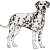 Dalmatian