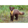 Pine Marten