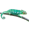 chameleon