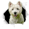 Westie - Westie Dog
