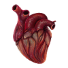 Realistic Heart