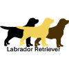 Labrador Tricolour