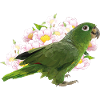 Blue crown parrot
