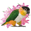 Caique