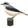 northern wheatear