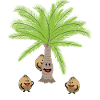 Cocotiers Noix Noix Botanique