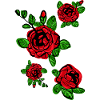 Red roses blossom