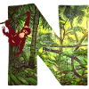jungle with monkey n