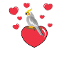 Nymph Parakeet With Heart