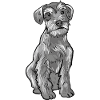 Schnauzer Dog