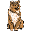 Sheltie Dog