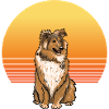 Sheltie Sun