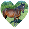 Horse Heart Design