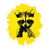raccoon