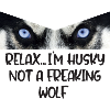 husky dog