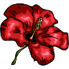 hibiskus