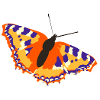 butterfly