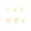 Espèces d’araignées, d’araignées, d’arachnologie