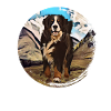 Bernese mountain dog