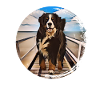 Bernese mountain dog
