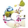 spring bird butterfly g