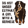 Bernese mountain dog