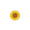 Herzschlag Sonnenblume