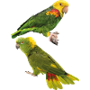 Parrots