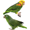 Parrots