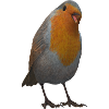 Rotkehlchen Design