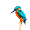 Kingfisher