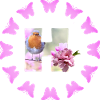 fruit blossom h