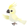 Funny big yellow-crested cockatoo