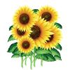 Sunflowers Spring Summer Hippie