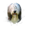 Bearded Collie - Chien Bearded Collie