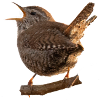 wren