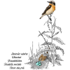 whinchat