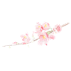 Cherry Blossom - Sakura