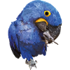 Hyacinth Macaw