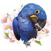 Hyacinth Macaw