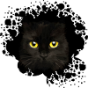 Katze