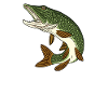 Angeln Hecht Raubfisch für Angler Graphic