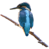 Eisvogel