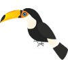 Giant toucan